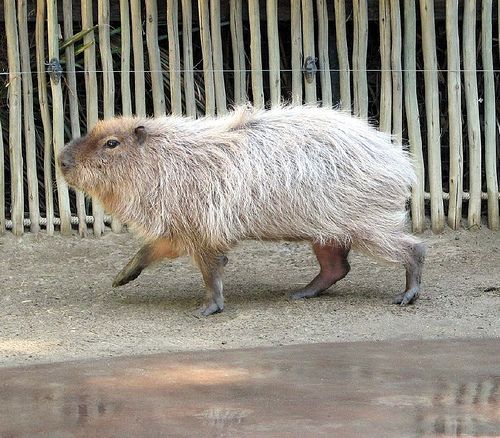 Inusaur in the Wild